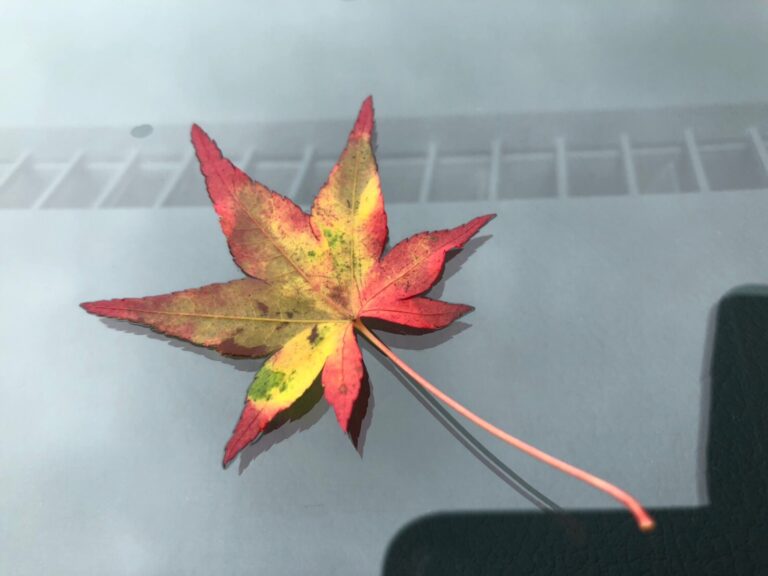秋