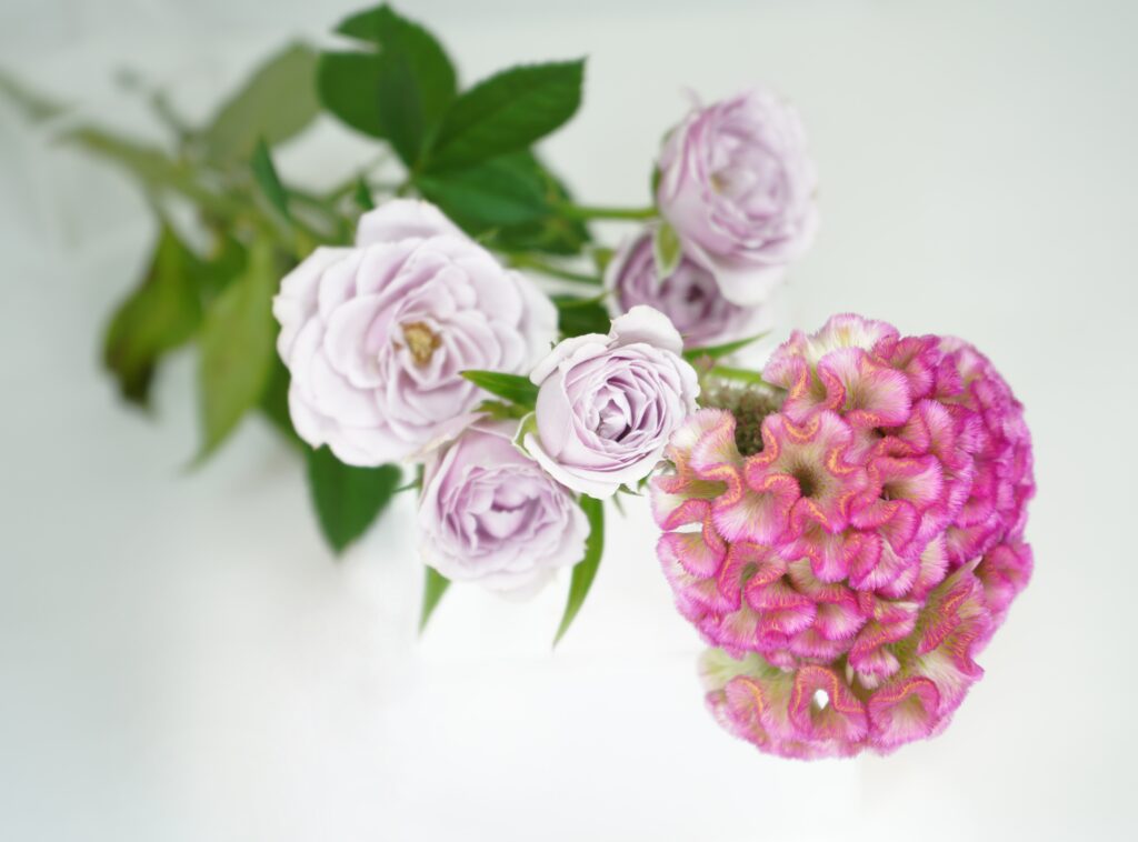 淡い紫のバラとけいとうの花
